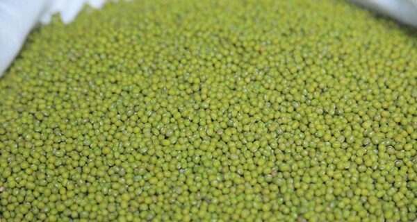 Green Mung Beans