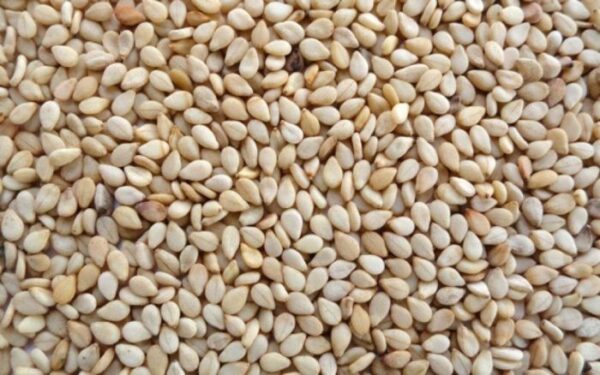 Humera Sesame Seeds