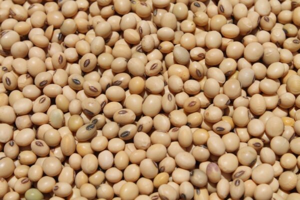 Soybeans (Non-GMO)