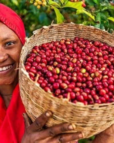 Guji Coffee
