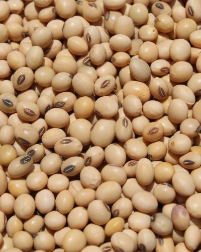Soybean (Non-GMO)