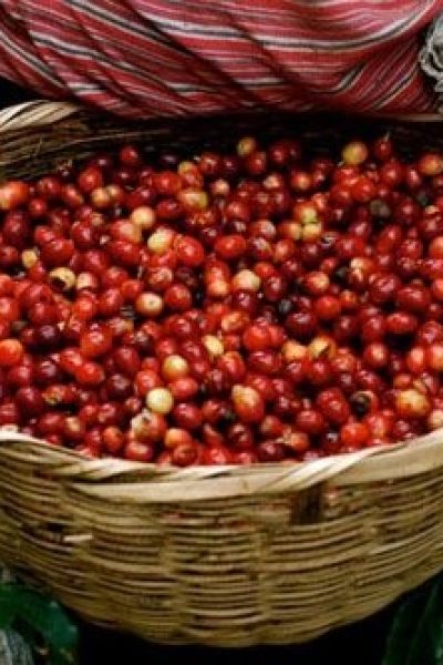Yirgacheffe Coffee Yirgacheffe Coffee